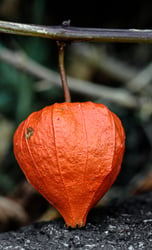 Photo 6 of Physalis alkekengi