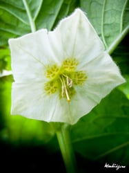 Photo 5 of Physalis alkekengi