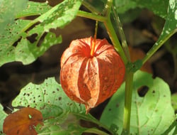 Photo 3 of Physalis alkekengi