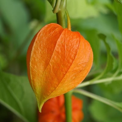 Photo 1 of Physalis alkekengi