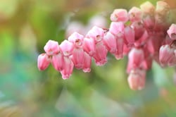 Photo 2 of Pieris japonica