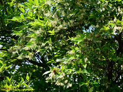 Photo 6 of Pieris japonica