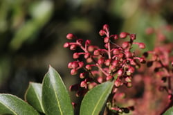 Photo 7 of Pieris japonica