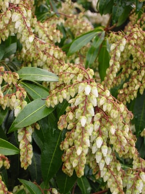 Photo 1 of Pieris japonica