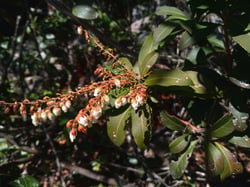 Photo 8 of Pieris japonica