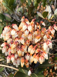 Photo 9 of Pieris japonica