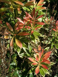 Photo 4 of Pieris japonica