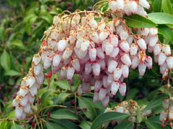Photo 3 of Pieris japonica