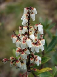 Photo 5 of Pieris japonica