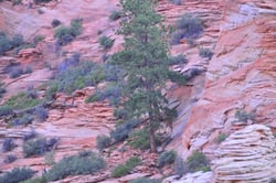 Photo 3 of Pinus ponderosa