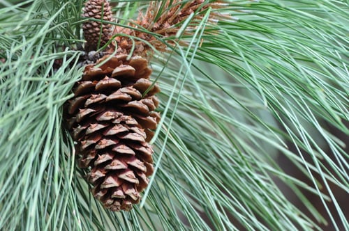 Photo 1 of Pinus ponderosa