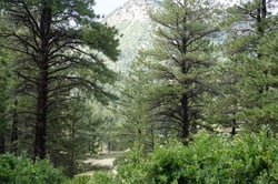 Photo 6 of Pinus ponderosa