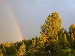 Photo 2 of Pinus ponderosa