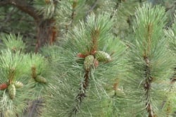 Photo 5 of Pinus ponderosa