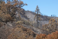 Photo 7 of Pinus ponderosa