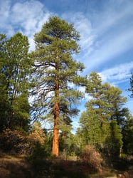 Photo 9 of Pinus ponderosa