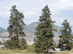 Photo 8 of Pinus ponderosa