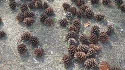 Photo 4 of Pinus ponderosa
