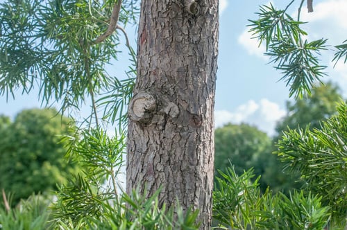 Photo 1 of Podocarpus macrophyllus