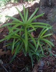 Photo 4 of Podocarpus macrophyllus