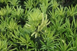 Photo 2 of Podocarpus macrophyllus