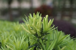 Photo 3 of Podocarpus macrophyllus