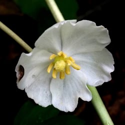Photo 4 of Podophyllum peltatum