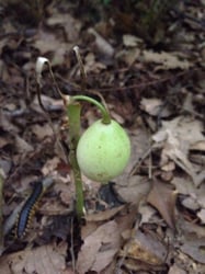 Photo 3 of Podophyllum peltatum
