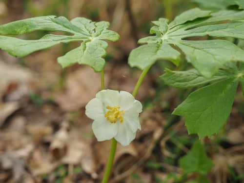 Photo 1 of Podophyllum peltatum