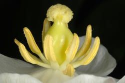 Photo 5 of Podophyllum peltatum