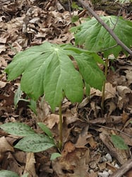 Photo 2 of Podophyllum peltatum