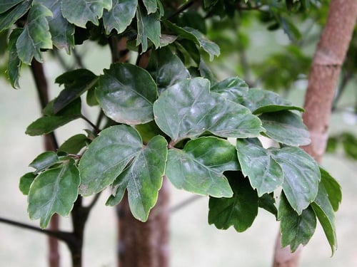 Photo 1 of Polyscias guilfoylei