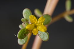 Photo 4 of Portulaca oleracea