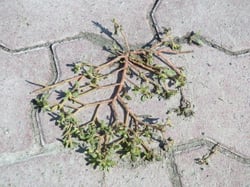 Photo 6 of Portulaca oleracea