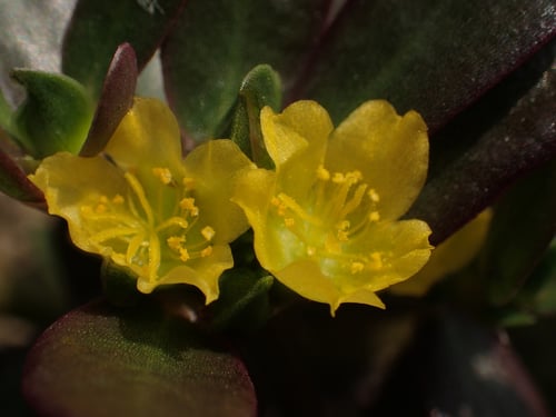 Photo 1 of Portulaca oleracea
