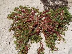 Photo 2 of Portulaca oleracea