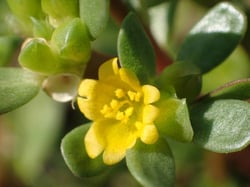 Photo 3 of Portulaca oleracea