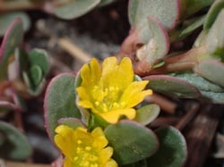 Photo 9 of Portulaca oleracea