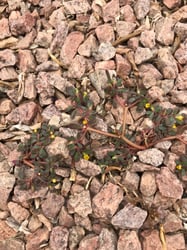Photo 8 of Portulaca oleracea