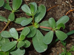 Photo 7 of Portulaca oleracea