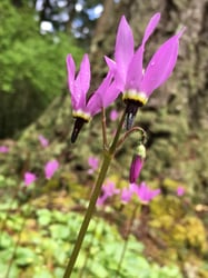 Photo 6 of Primula spp.