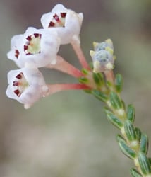 Photo 5 of Primula spp.