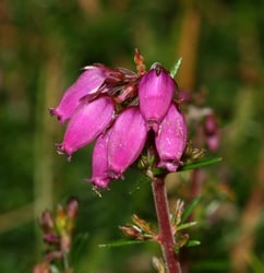 Photo 3 of Primula spp.