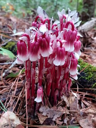 Photo 8 of Primula spp.