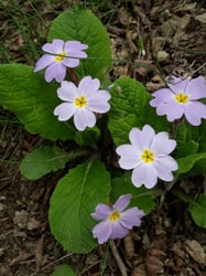 Photo 9 of Primula vulgaris