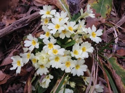 Photo 7 of Primula vulgaris