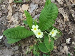 Photo 2 of Primula vulgaris