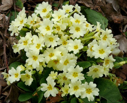 Photo 1 of Primula vulgaris