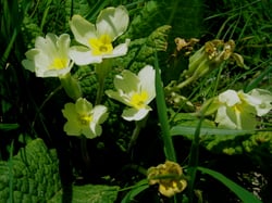Photo 5 of Primula vulgaris