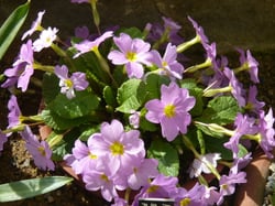 Photo 8 of Primula vulgaris